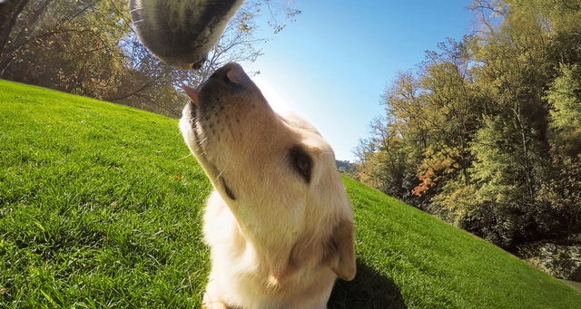 GoPro Fetch Dog Harness All GoPro HERO Cameras 