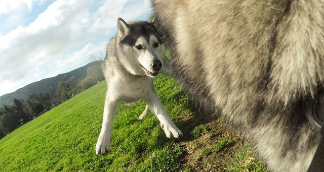 GoPro Fetch Dog Harness All GoPro HERO Cameras 