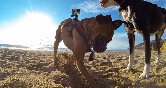 GoPro Fetch Dog Harness All GoPro HERO Cameras 