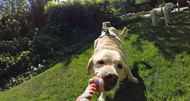 GoPro Fetch Dog Harness All GoPro HERO Cameras 